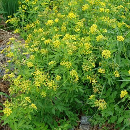 Golden Alexander (Zizia aurea)