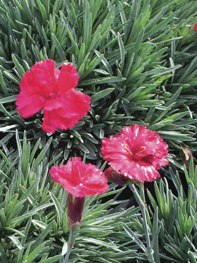 Dianthus allwoodii 'Frosty Fire' (Garden Pinks), pink flowers