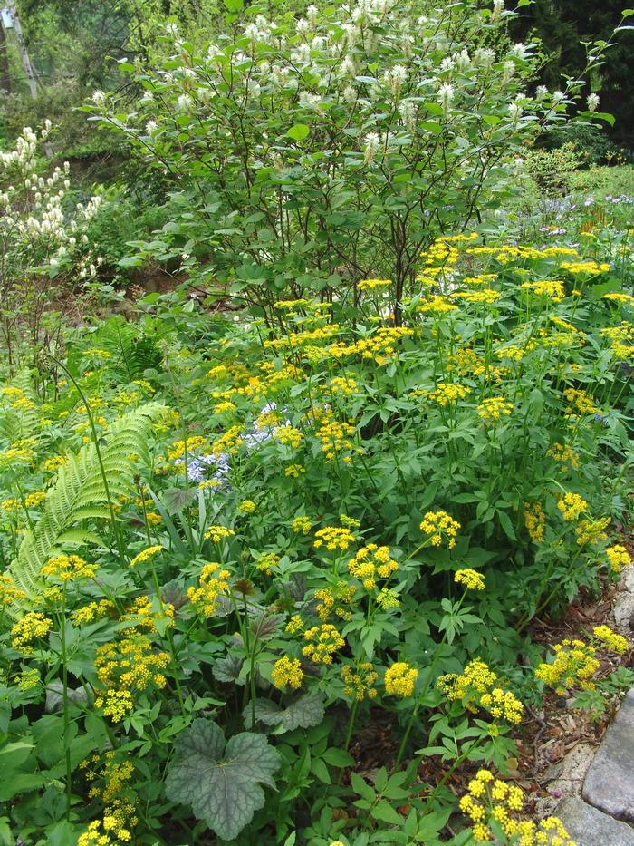 Golden Alexander (Zizia aurea)