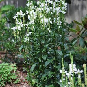 Physostegia virginiana 'Miss Manners' (Obedient Plant)