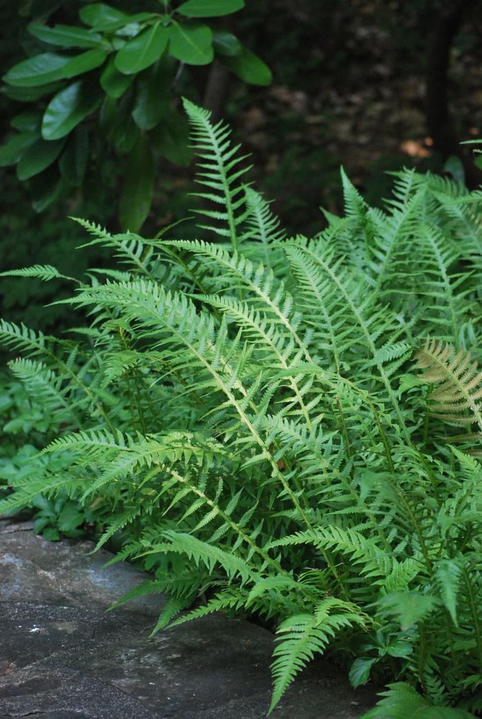 Japanese Beech Fern (Thelypteris decursive-pinnata)