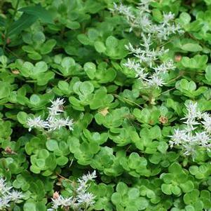 Sedum ternatum (Woodland Stonecrop)