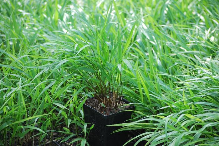 Hakonechloa macra (Japanese Forest Grass)