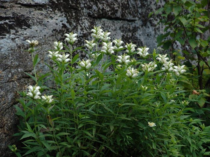 White Turtlehead (Chelone glabra)