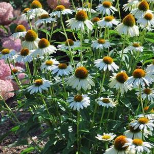 Echinacea x purpurea 'PowWow White' (Coneflower), white flowers