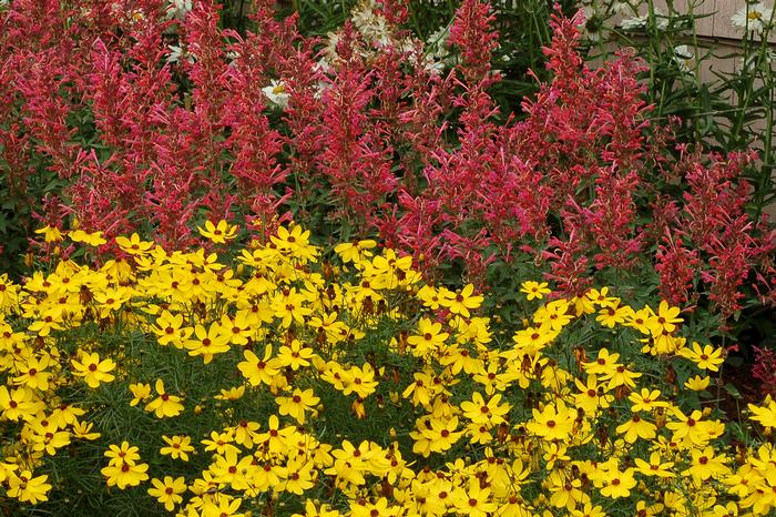 Agastache x Kudos™ Coral (Dwarf Hummingbird Mint) perennial