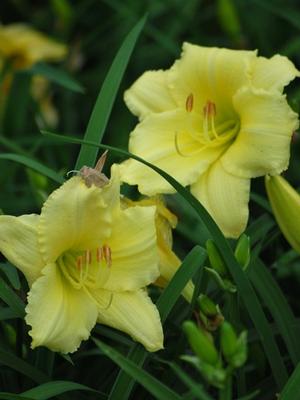 Hemerocallis 'Gail's Fragrant Treasure' (Daylily)