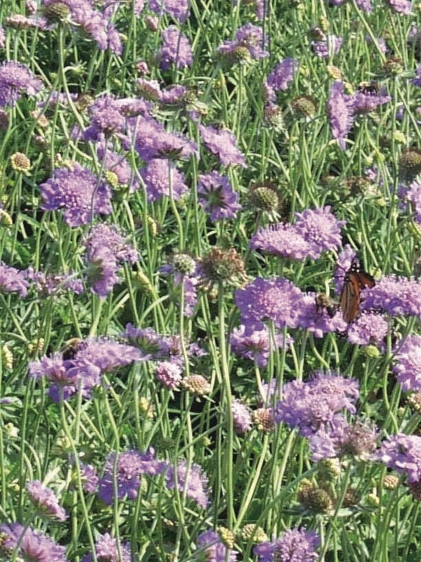 Scabiosa columbaria 'Butterfly Blue' (Pincushion Flower)