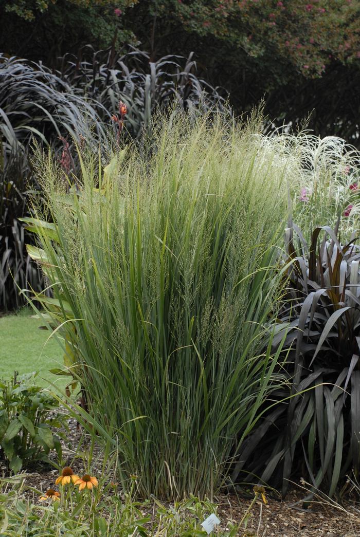 Panicum virgatum 'North Wind' (Blue Switchgrass)