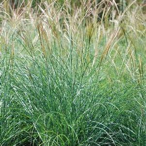 Adagio Grass (Miscanthus sinensis 'Adagio') perennial