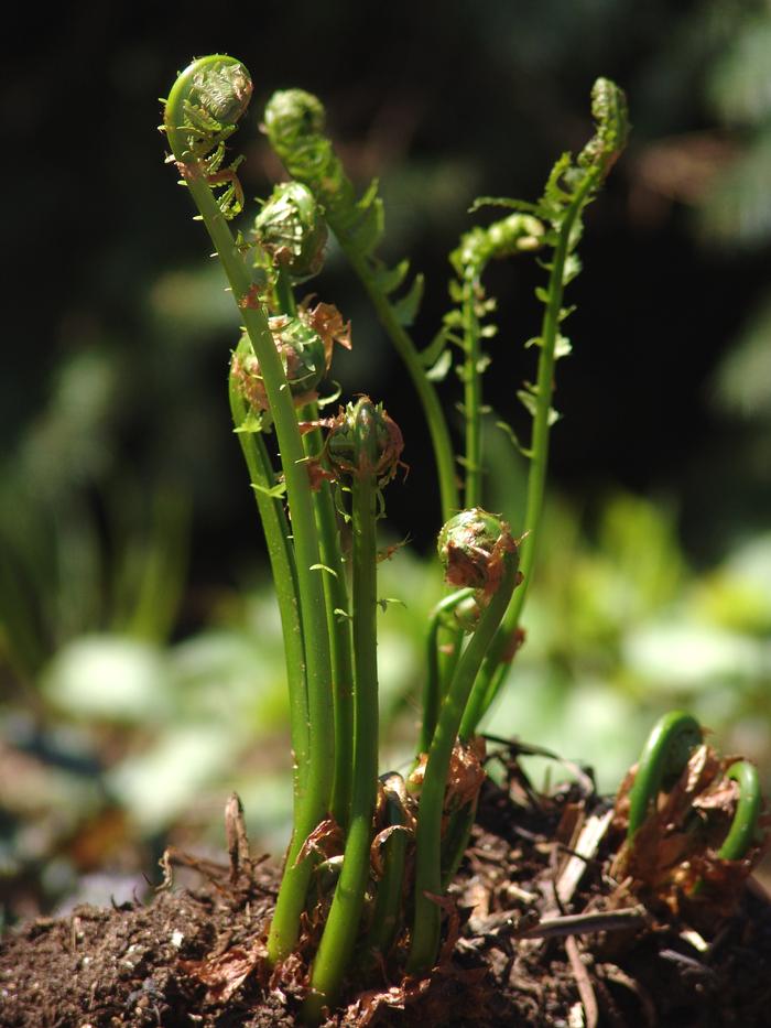 Ostrich Fern (Matteuccia pensylvanica)