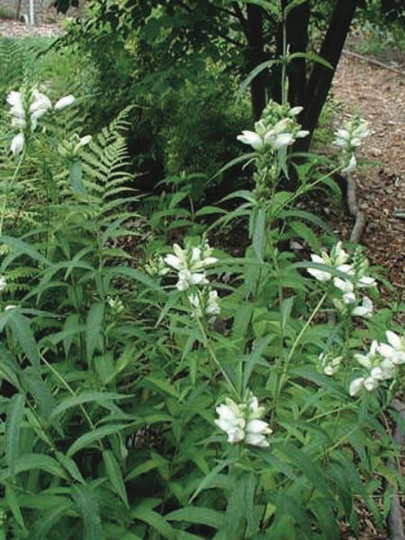 White Turtlehead (Chelone glabra)