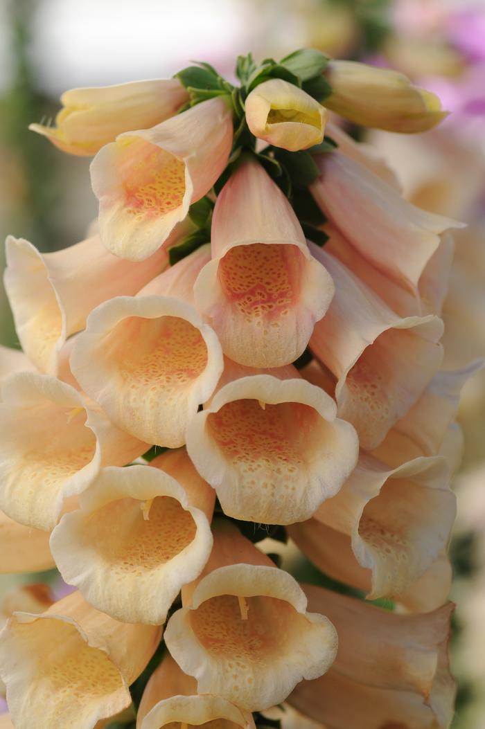 Digitalis purpurea 'Dalmatian Peach' (Foxglove), pink flowers