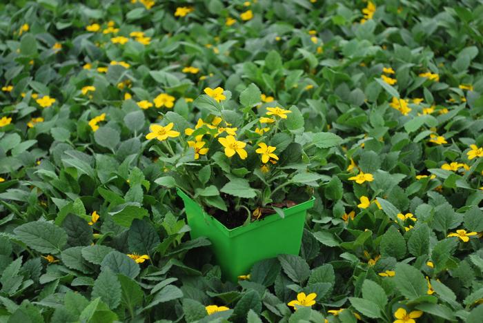 Chrysogonum virginianum (Green and Gold), yellow flowers