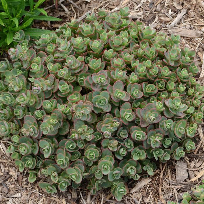 Sedum Sunsparkler® 'Lime Zinger' (Stonecrop)