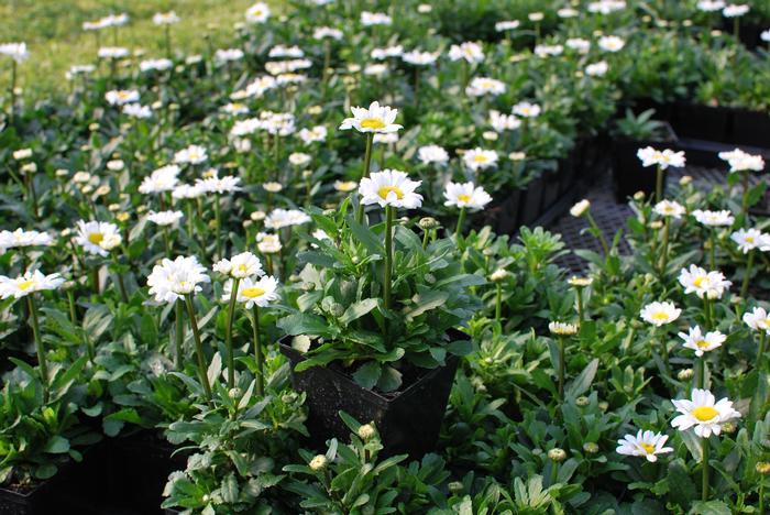 Leucanthemum x superbum 'Darling Daisy' (Dwarf Shasta Daisy)