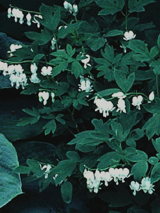 Dicentra spectabilis 'Alba' (Old Fashioned Bleeding Heart)