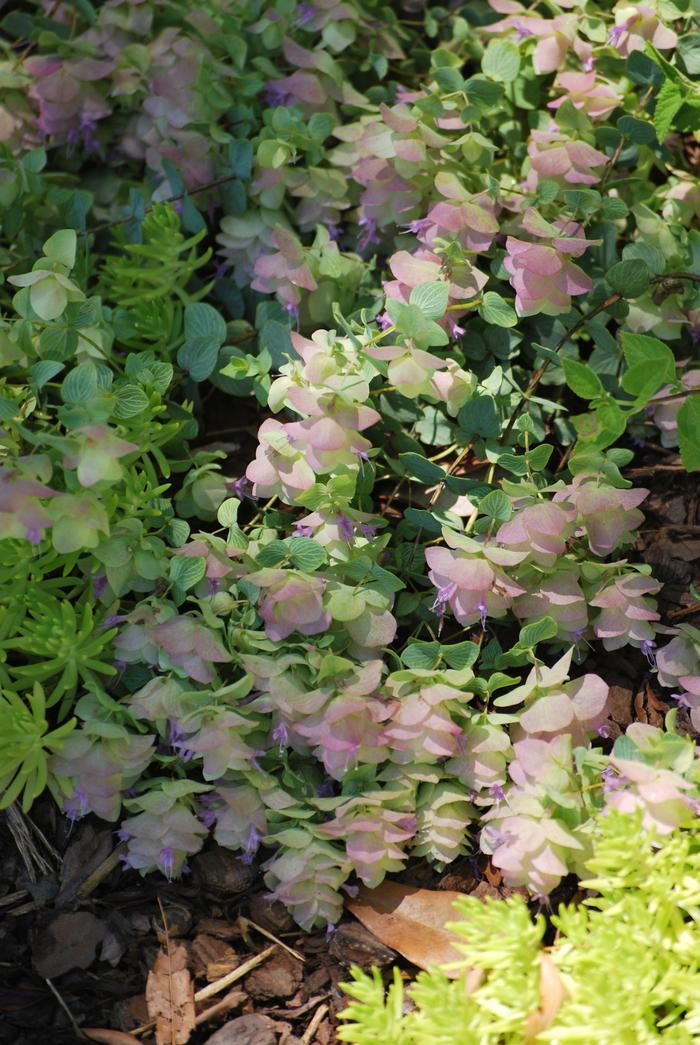 Ornamental Oregano (Origanum rotundifolium 'Kent Beauty')