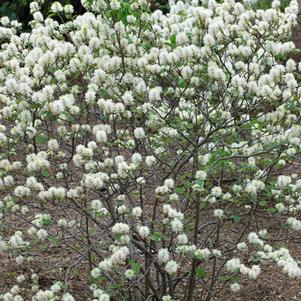 Dwarf Fothergilla (Fothergilla major 'Mt. Airy')