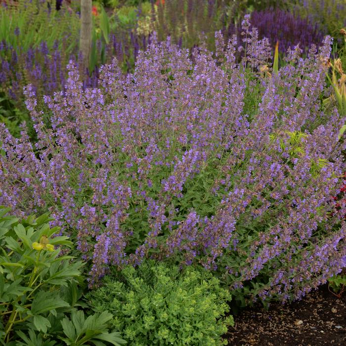 Nepeta x faassenii 'Walker's Low' (Catmint)