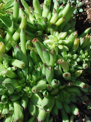 Sempervivum 'Killer' (Hens and Chicks)