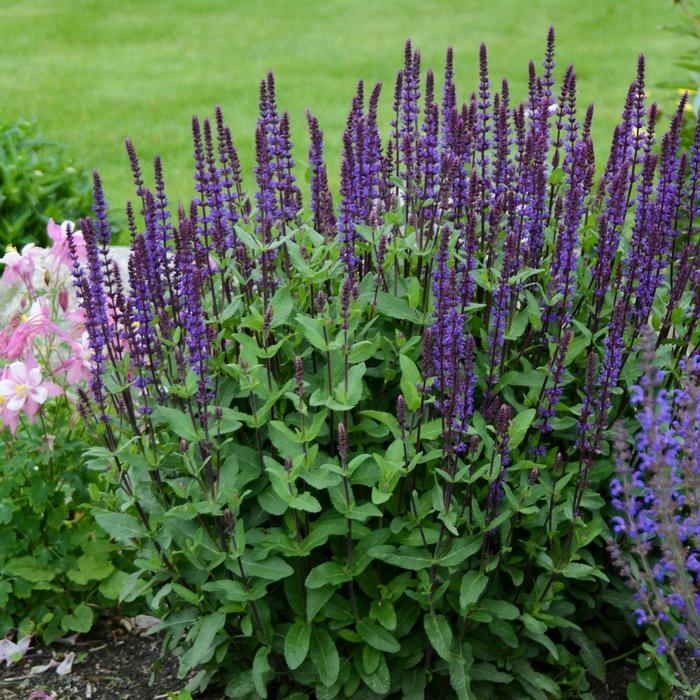 Salvia nemorosa 'Caradonna' (Sage)