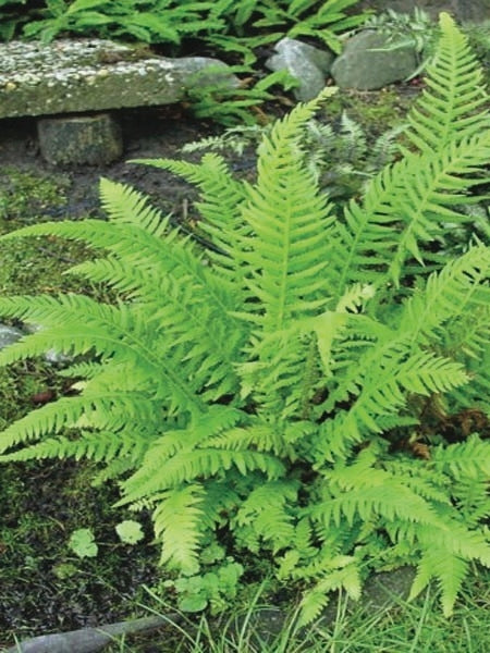 Japanese Beech Fern (Thelypteris decursive-pinnata)