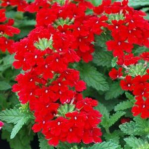 Verbena EnduraScape™ Red (Vervain)