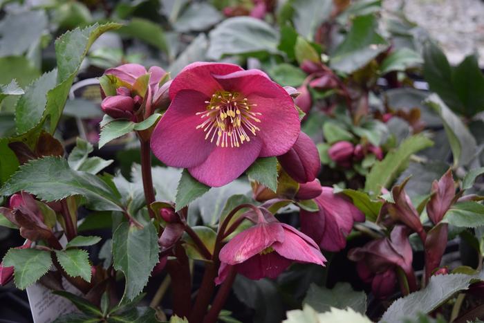 Helleborus HGC® Ice N' Roses® Red (Helleborus Gold Collection® Lenten Rose)