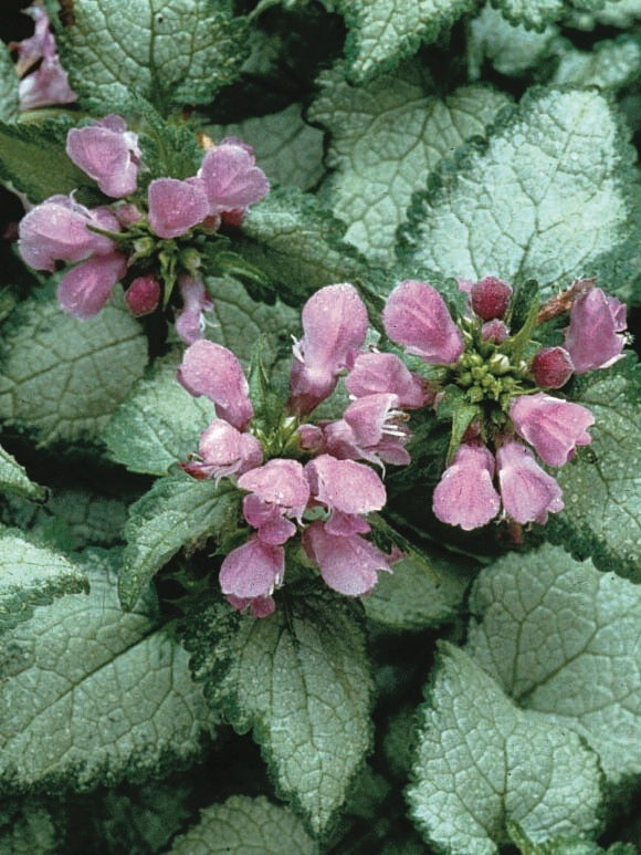 Lamium maculatum 'Beacon Silver' (Dead Nettle)