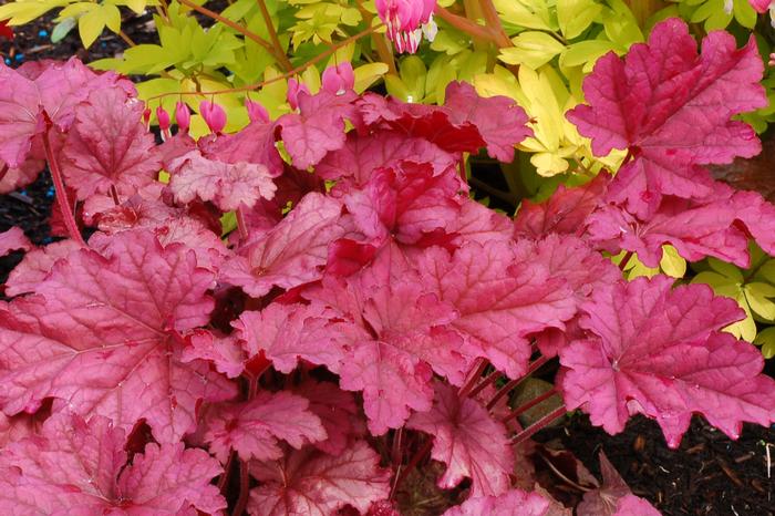 Heuchera x villosa 'Berry Smoothie' (Coral Bells)