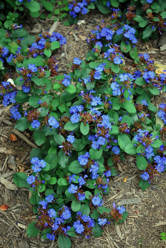 Lead Wort (Ceratostigma plumbaginoides)