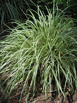 Variegated Japanese Sedge (Carex oshimensis 'Evergold')