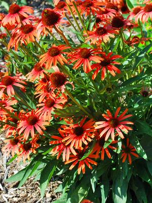 Echinacea x purpurea Butterfly™ 'Orange Skipper' (Coneflower), orange flowers