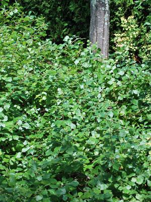 Fragrant Sumac (Rhus aromatica 'Gro-Low')