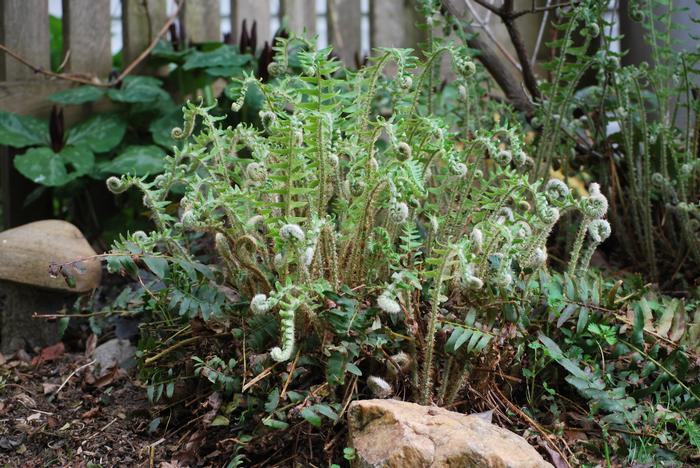 Christmas Fern (Polystichum acrostichoides)