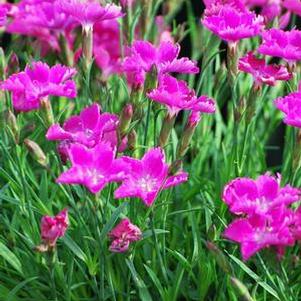 Dianthus x 'Kahori' (Garden Pinks), pink flowers