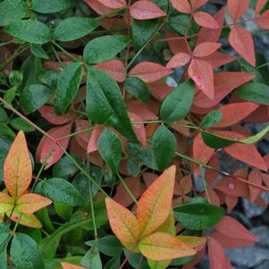 Dwarf Heavenly Bamboo (Nandina domestica 'Harbor Belle'™)