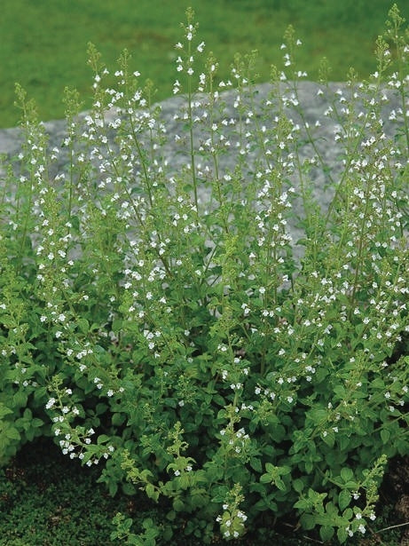 Calamintha nepeta 'White Cloud' (Calamint)