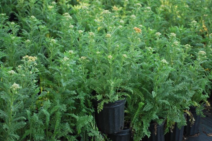 Achillea millefolium 'Strawberry Seduction' (Yarrow) perennial