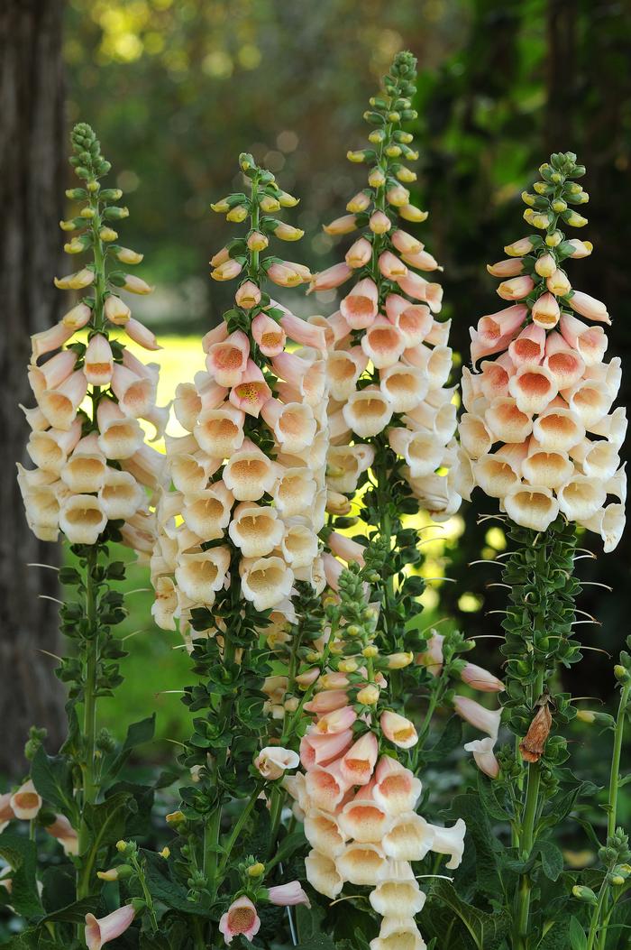 Digitalis purpurea 'Dalmatian Peach' (Foxglove), pink flowers