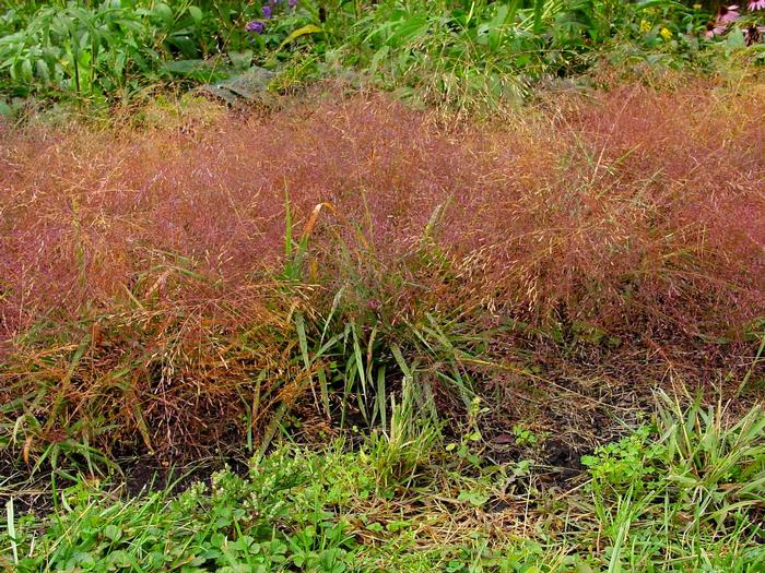 Purple Love Grass (Eragrostis spectabilis)