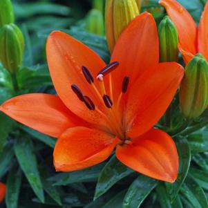 Lilium Lily Looks™ 'Tiny Heroes' (Dwarf Asiatic Hardy Lily)