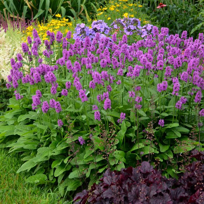 Alpine Betony (Stachys monieri 'Hummelo') perennial