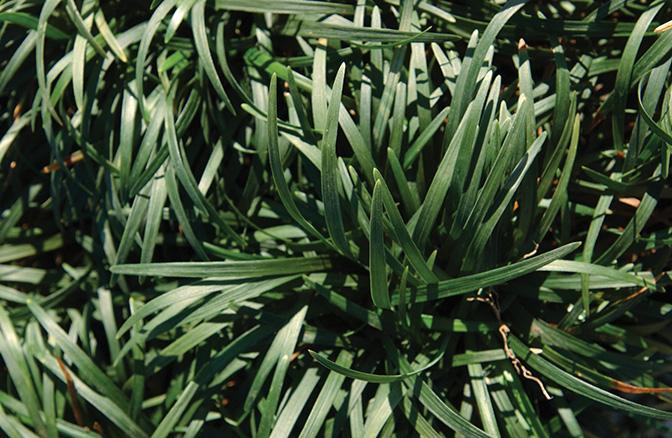 Dwarf Mondo Grass (Ophiopogon japonicus 'Nana')