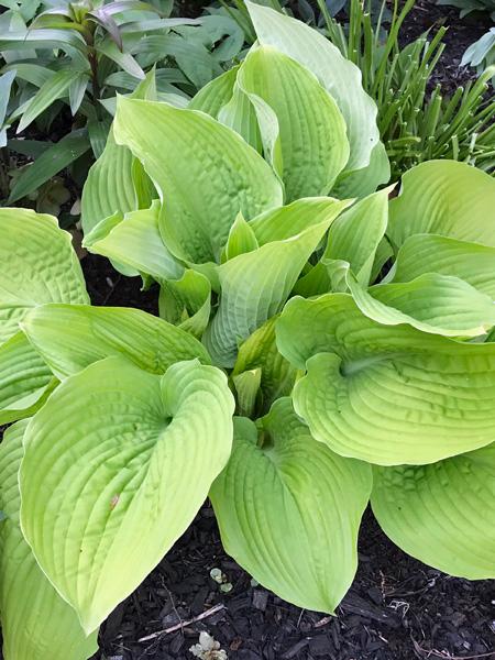 Hosta Shadowland® Coast to Coast (Plantain Lily)