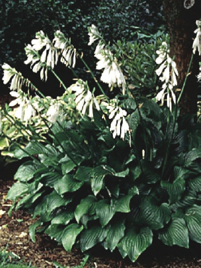 Hosta x 'Royal Standard' (Plantain Lily)