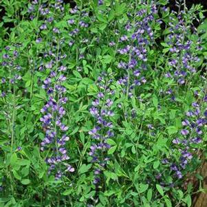 Baptisia australis (False Indigo), blue flowers