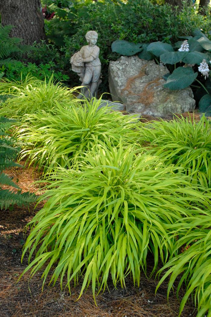 Hakonechloa macra 'All Gold' (Japanese Forest Grass)