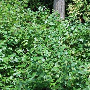 Fragrant Sumac (Rhus aromatica 'Gro-Low')